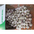 Normal White Garlic Crop 2020